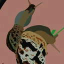@snail_ahatinaa