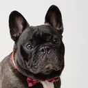 @levi.thefrenchie