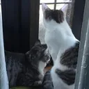 @tabby_cat_24