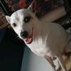 ourbuddybard