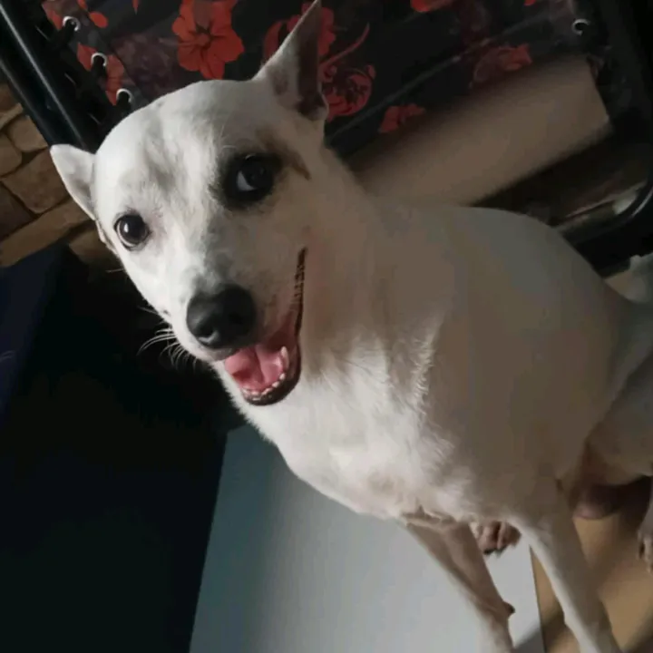 ourbuddybard