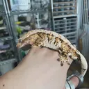 @geckos4sale