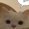 happy_yujin