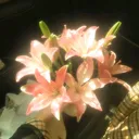 @ren.trila