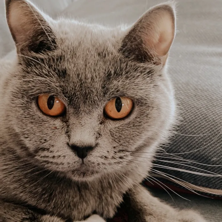 @sirii_cat