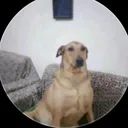 @dingobell70