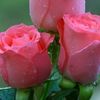 khaleda.zaman0