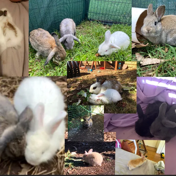 the_bunnie_teammm