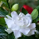 @eminesivas58
