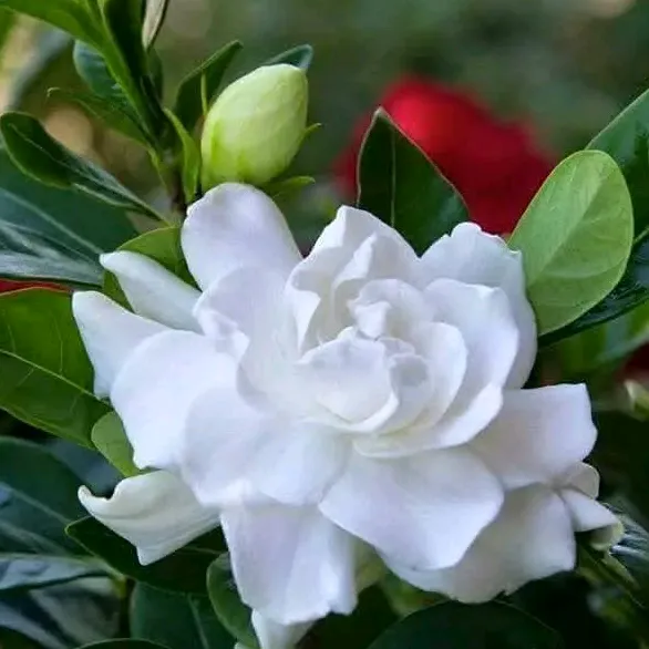 eminesivas58