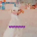 @dog.5476