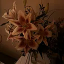 @medine.kayran8