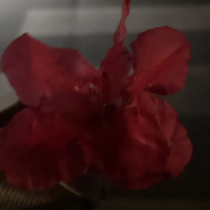@sophia_morgan77