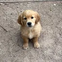 @highcountryretrievers