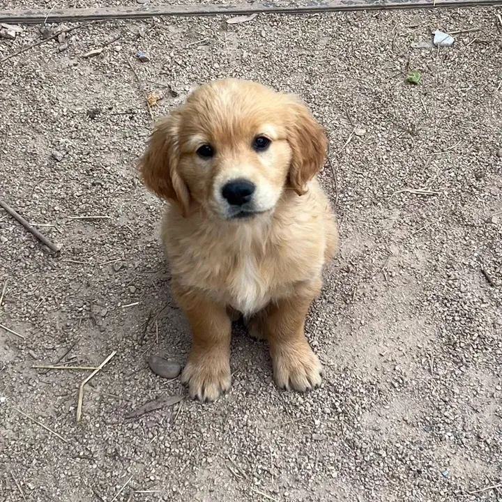 highcountryretrievers