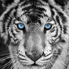 nizar627