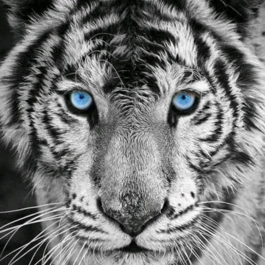 nizar627