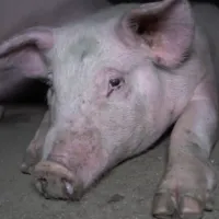 carne_e_cruel