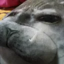 @focaguatongameplays1