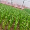 snup.farm