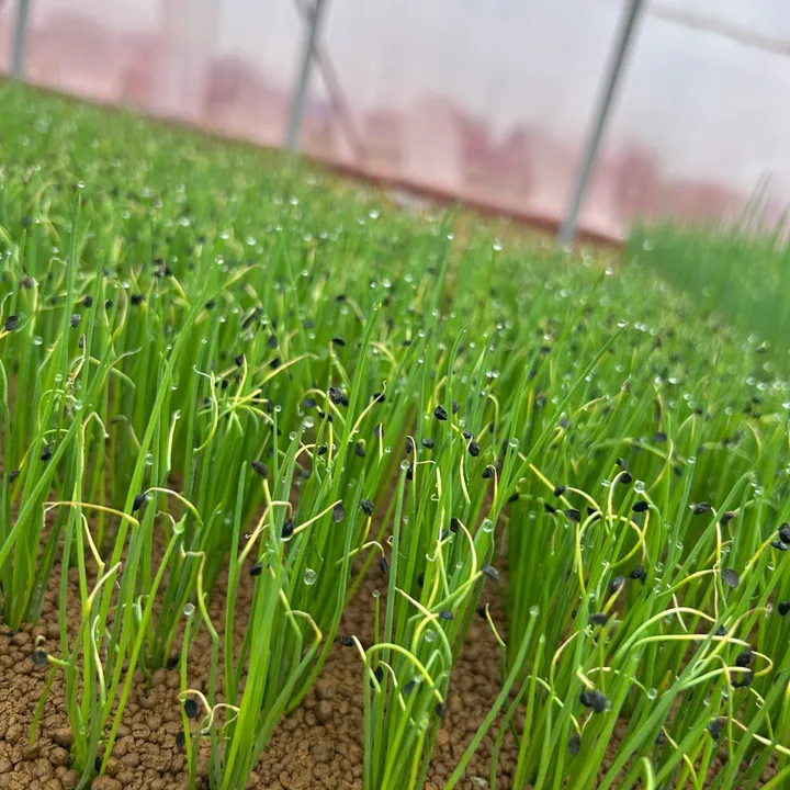 snup.farm