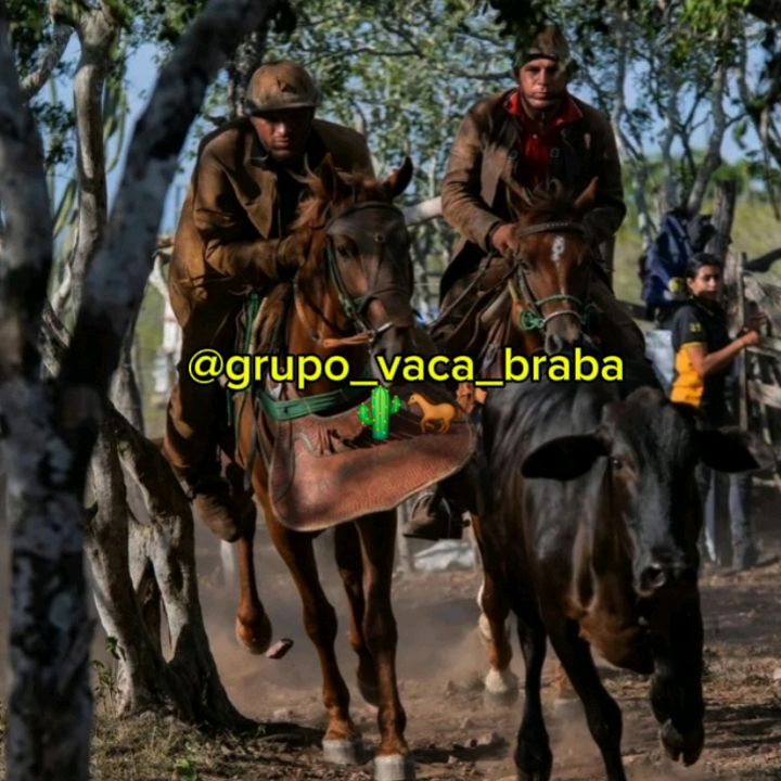 @grupo_vaca_braba - original sound