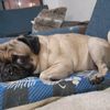 pug.lovers53