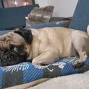 @pug.lovers53
