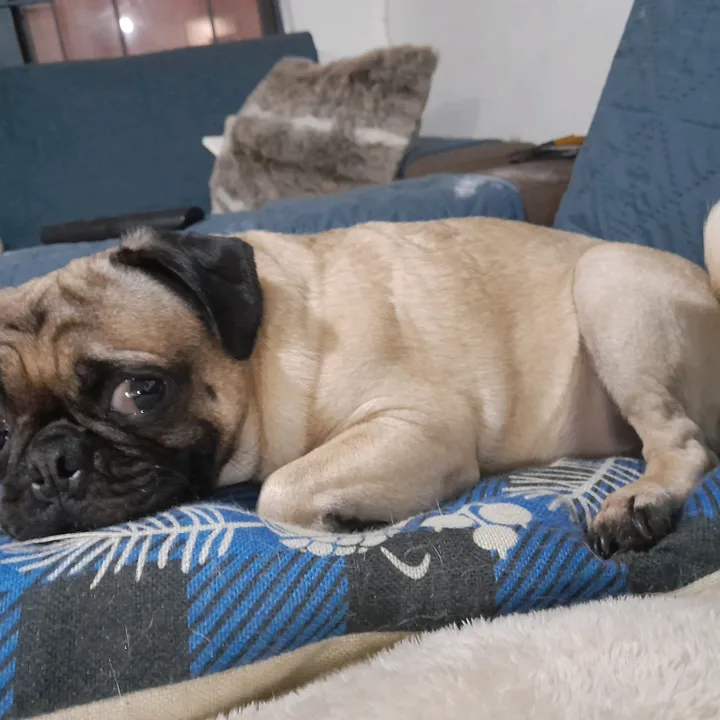 pug.lovers53