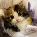 @catwatage