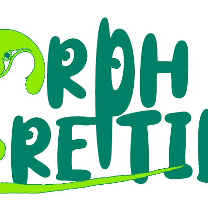 @morphreptiles