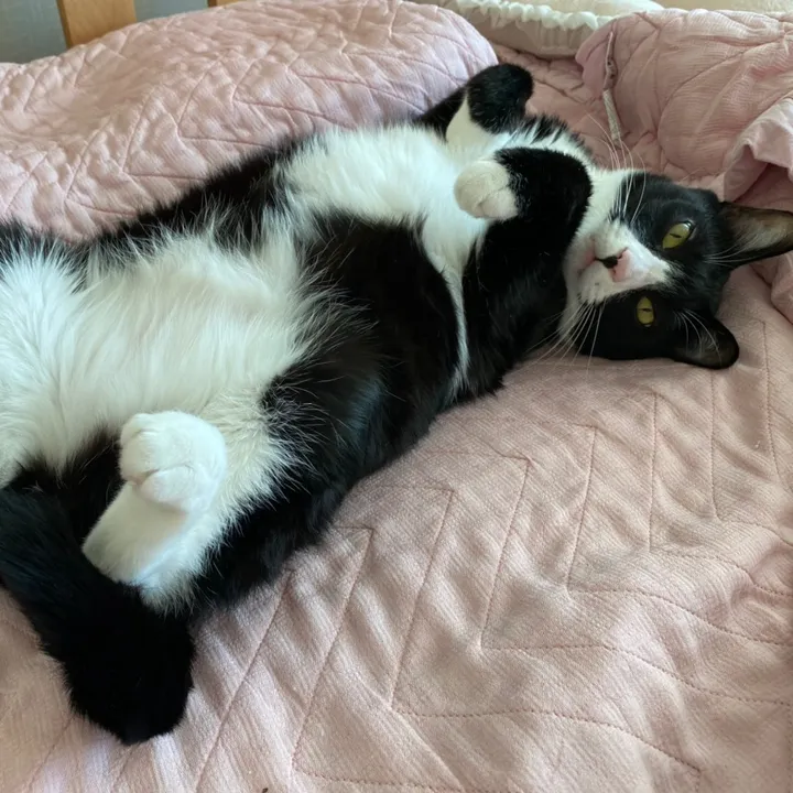 lifewith4kitty