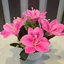 @flora_p0intdhumbarahi