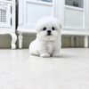 frisepuppyjp