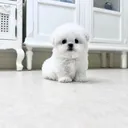 @frisepuppyjp