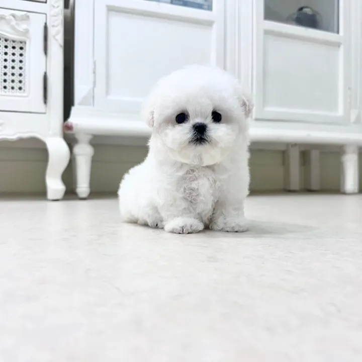 frisepuppyjp
