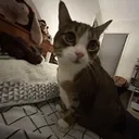 @hamx.ish