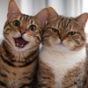 mitmitcats