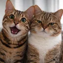 @mitmitcats