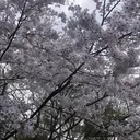 @monkey.masaou1234