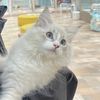 siberian_ofio