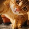 kitti.t3n