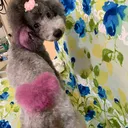 @petsalon_connect