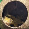 alenas_wild_home