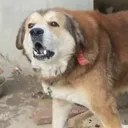 @kashmiri_bakrwal_dog