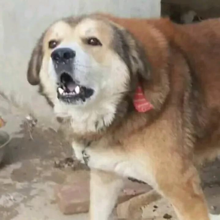 @kashmiri_bakrwal_dog