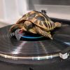 turntabletortoise