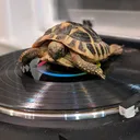 @turntabletortoise