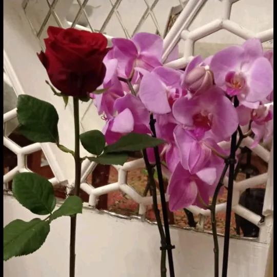 @bizimlesen.kaydlar