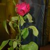 bishal.raja.ji6